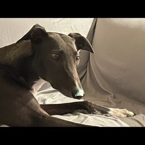 Meet your Posher, Todd